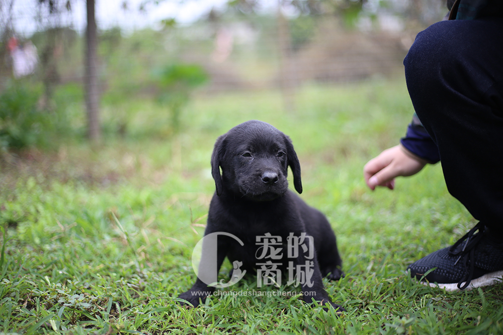 拉布拉多幼犬 可预售 70天发货（四川省内包邮）