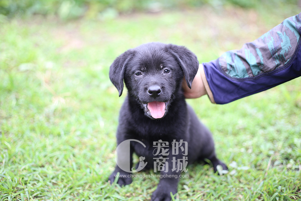拉布拉多幼犬 可预售 70天发货（四川省内包邮）