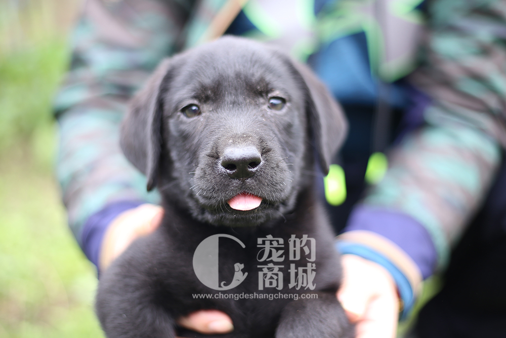 拉布拉多幼犬 可预售 70天发货（四川省内包邮
