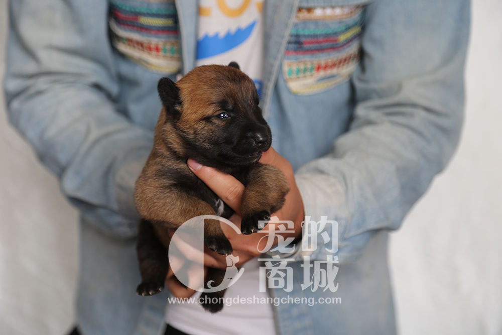 马犬幼崽 母 四川省内包邮 可预售 70天可发货