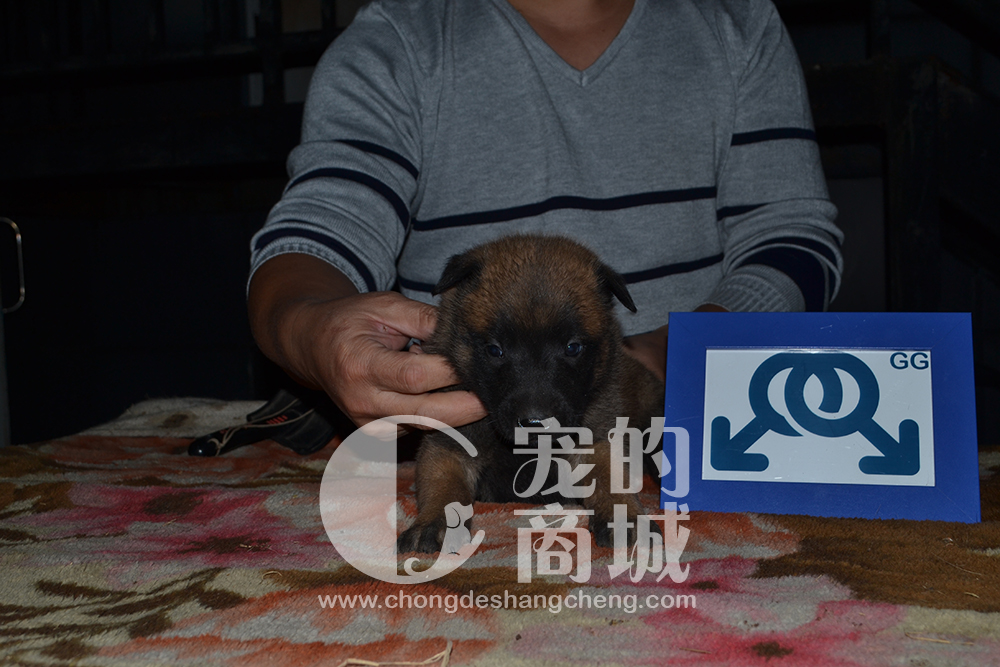 马力诺思幼犬 公2 可预购 70天可发货 四川省内包邮