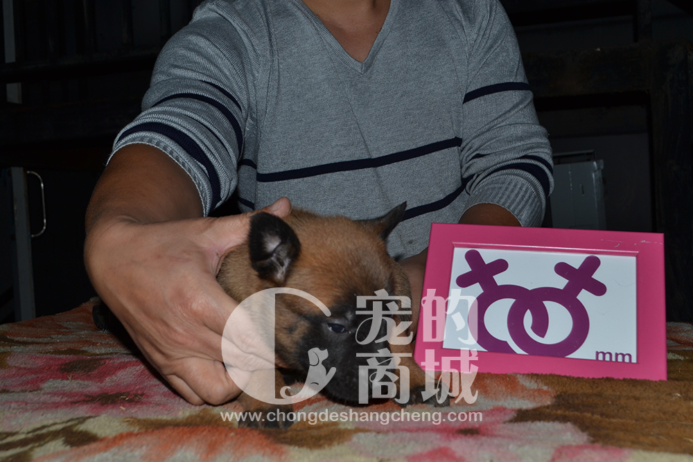 马里诺斯幼犬 母 可预购 70天可发货 四川省内包邮