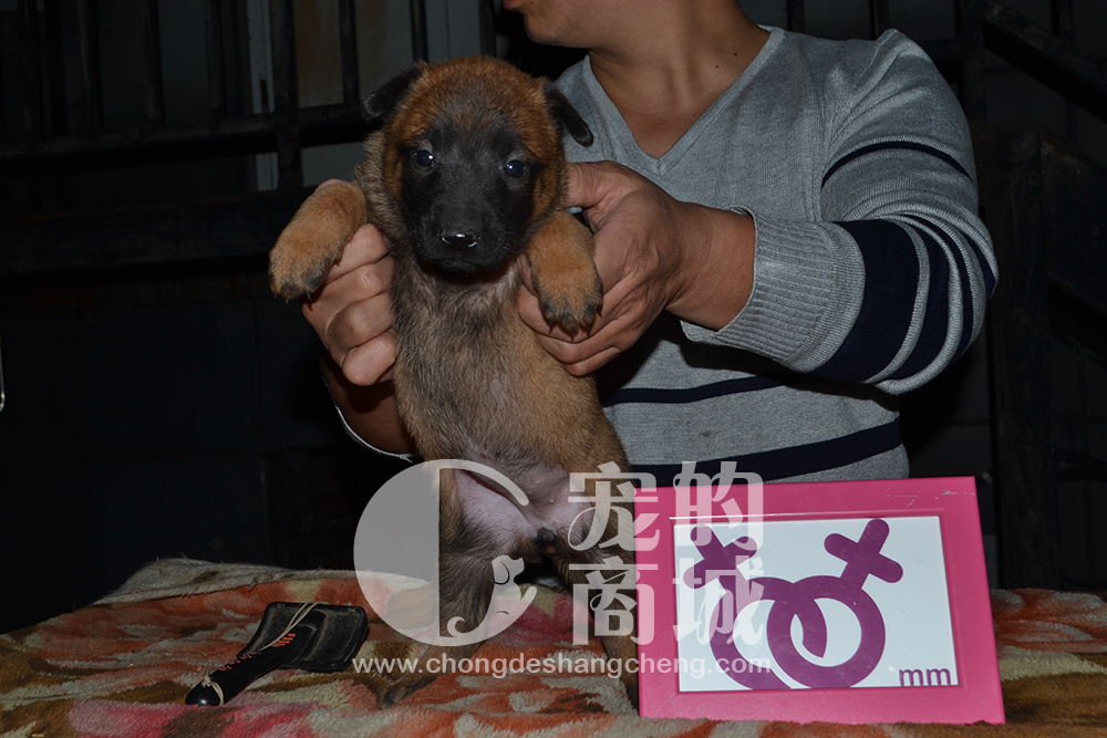 马里诺斯幼犬 母犬 可预购 70天可发货 四川省内包邮